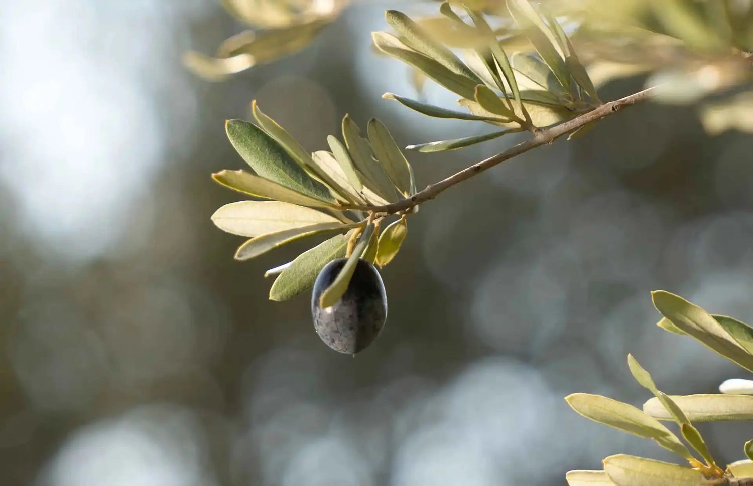 7 Überraschende Gesundheitsvorteile von Olivenöl: Warum es auf Ihrem Tisch nicht fehlen sollte - HKShopCompany