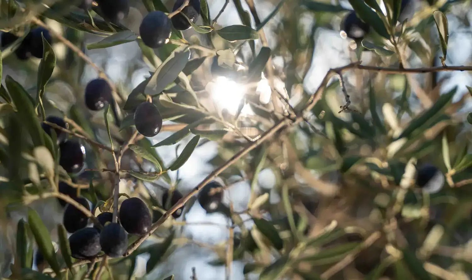 Olivenöl-Extra-Vergine-online-kaufen-hochwertige-Olivenöle-entdecken HKShopCompany