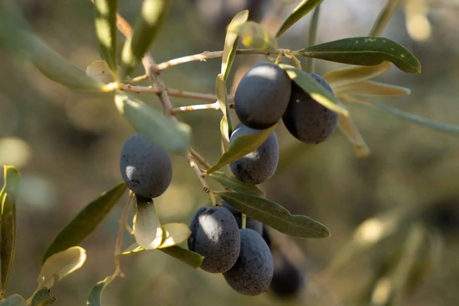 Olivenöl Lagerung: So bleibt Ihr flüssiges Gold frisch - HKShopCompany