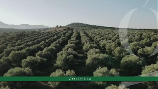 𝐆𝐨𝐥𝐝𝐞𝐧𝐢𝐚 Olivenöl Kaltgepresst 500 ml